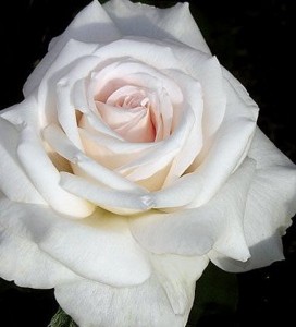 REMEMBER (hybrid tea)